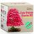 Bonsai Starter Set für 4 Bäume